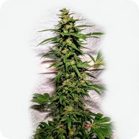 Banana Sunrise Feminised Seeds