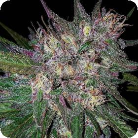 Bay Berry Strain