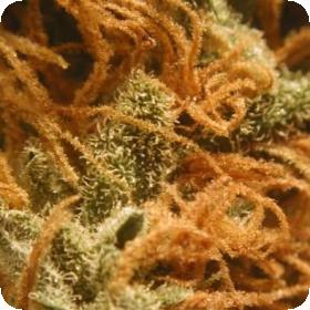 BC Cheese Feminised Seeds BC Cheese Feminised Seeds