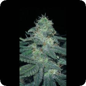 BC Diesel Feminised Seeds