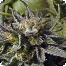 BC God Bud Feminised Seeds BC God Bud Feminised Seeds