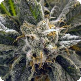 BC God Bud Regular Seeds