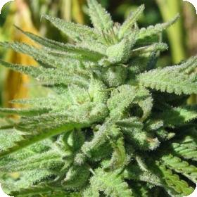 BC Hash Plant Regular Seeds BC Hash Plant Regular Seeds