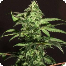 BC Jack Herer Feminised Seeds
