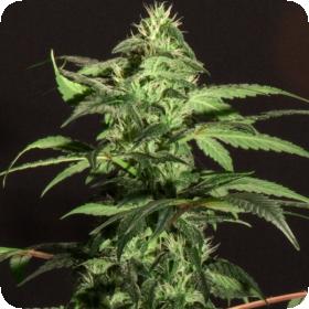 BC Jack Herer Regular Seeds BC Jack Herer Regular Seeds