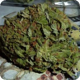 BC Pinewarp Feminised Seeds BC Pinewarp Feminised Seeds