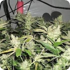 BC Rockstar Regular Seeds BC Rockstar Regular Seeds