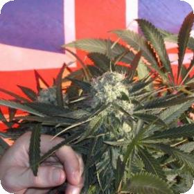 BC Sweet Tooth Regular Seeds BC Sweet Tooth Regular Seeds