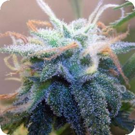 BC White Widow Regular Seeds BC White Widow Regular Seeds