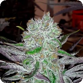 Best Friend Regular Seeds Best Friend Regular Seeds
