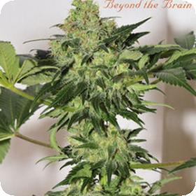 Beyond the Brain (Limited edition) Regular Seeds Beyond the Brain (Limited edition) Regular Seeds