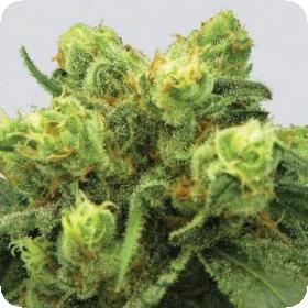 Pre - 99 Big Bud Feminised Seeds Pre - 99 Big Bud Feminised Seeds