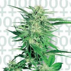 Big Bud Feminised Seeds