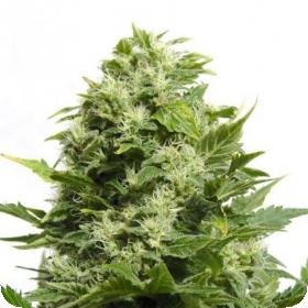 Blue Cheese AUTO Feminised Seeds Blue Cheese AUTO Feminised Seeds