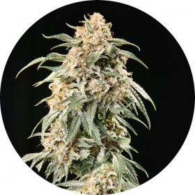 Big AUTO Tao Regular Seeds