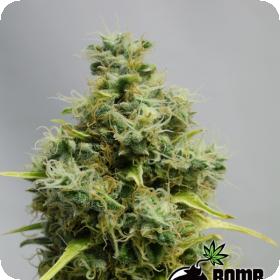 Big Bomb Regular Seeds Big Bomb Regular Seeds