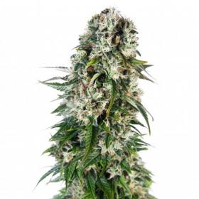 Big Bud Auto Feminised Cannabis Seeds Sensi Cannabis Seeds 0