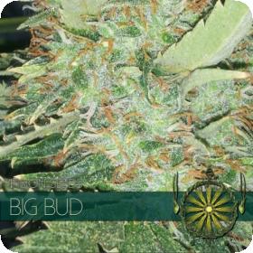 Big Bud Feminised Seeds