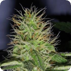 Buddha Haze Feminised Seeds Buddha Haze Feminised Seeds