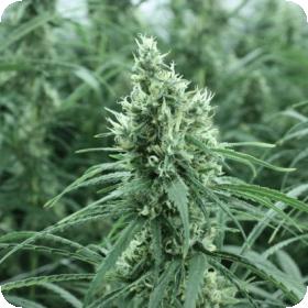 Chiesel Feminised Seeds
