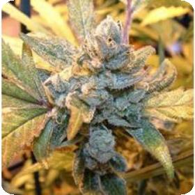 Blue Cheese Feminised Seeds Blue Cheese Feminised Seeds