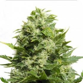 Bubble Cheese Feminised Seeds Bubble Cheese Feminised Seeds