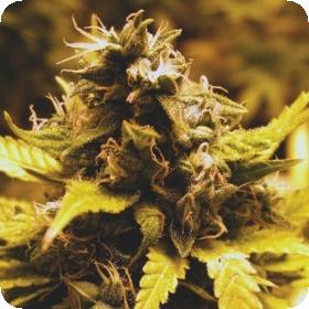 Cheese Dawg Feminised Seeds Cheese Dawg Feminised Seeds