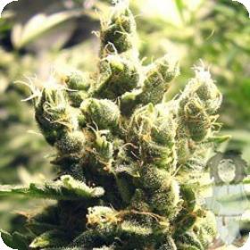 Cheesus Feminised Seeds Cheesus Feminised Seeds