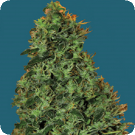 Cheesy Dick Feminised Seeds Cheesy Dick Feminised Seeds