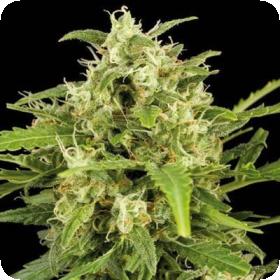Critical Mass Auto Feminised Seeds