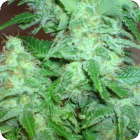 Freeze Cheese '89 Feminised Seeds Freeze Cheese '89 Feminised Seeds