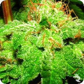G-Bomb Feminised Seeds G-Bomb Feminised Seeds
