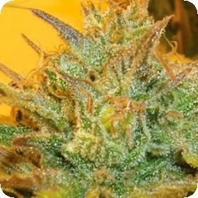 L.A. Cheese Feminised Seeds