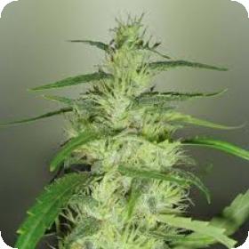 Silver Cheese Feminised Seeds