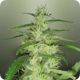 Silver Cheese Feminised Seeds Silver Cheese Feminised Seeds