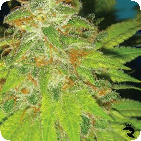Tahoe Feminised Seeds Tahoe Feminised Seeds