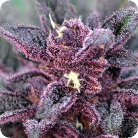 Big City Lights Regular Seeds Big City Lights Regular Seeds