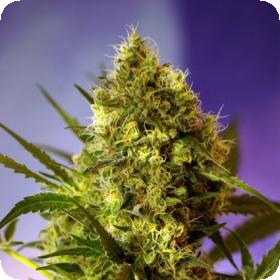 Big Devil FAST Version Feminised Seeds Big Devil FAST Version Feminised Seeds