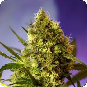 Big Devil Auto Feminised Seeds