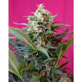 Big Devil XL Auto Feminised Seeds Big Devil XL Auto Feminised Seeds