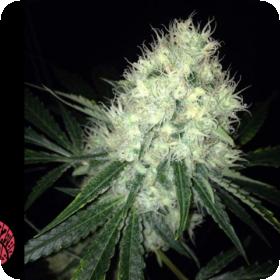 Big White Feminised Seeds Big White Feminised Seeds