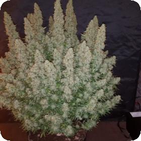 Big Yield Auto Feminised Seeds Big Yield Auto Feminised Seeds