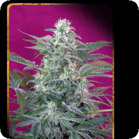 Big Foot Feminised Seeds Big Foot Feminised Seeds