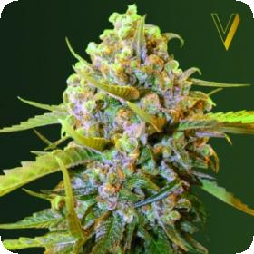 Biggest Bud Feminised Seeds