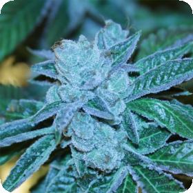 Biker Kush V 2.0 Feminised Seeds Biker Kush V 2.0 Feminised Seeds