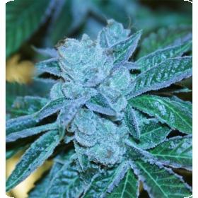 Biker Kush V2.0 Regular Seeds