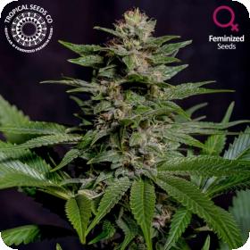Biscuit Buster Feminised Seeds (Limited Edition) Biscuit Buster Feminised Seeds (Limited Edition)