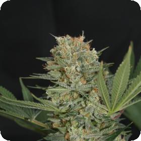 Black Alpha Feminised Seeds