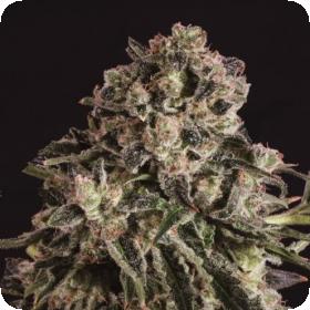 Black Critical x SCBDX Feminised Seeds