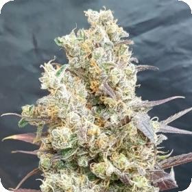 Black Devil's OG Feminised Seeds